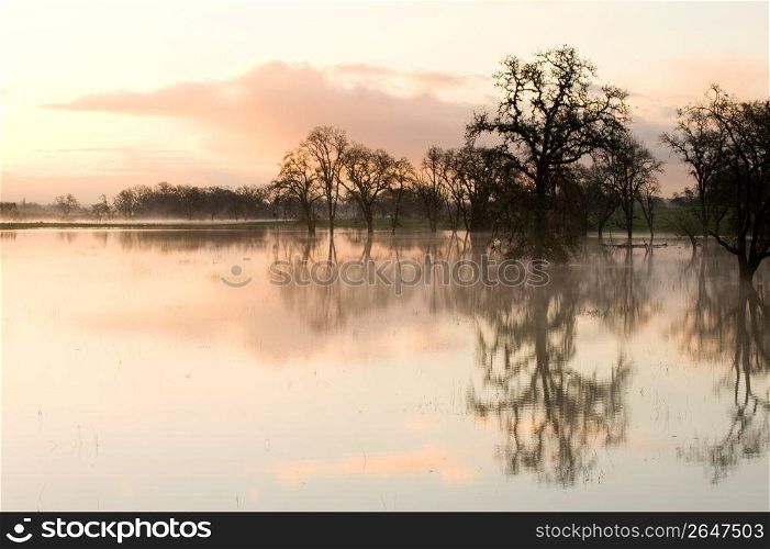 Trees and reflections in water