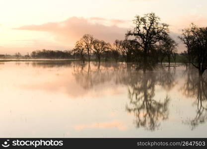 Trees and reflections in water