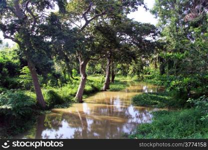 Trees and river in the forest in Sri Lanka