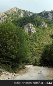 Trees and road near mountain, Montenegro