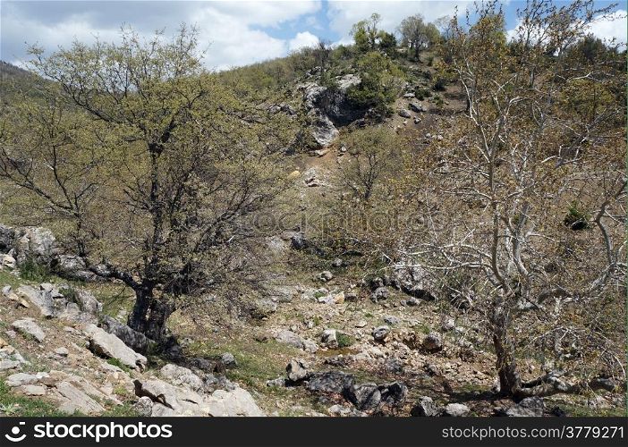 Trees and rocks in rural area of Turkey