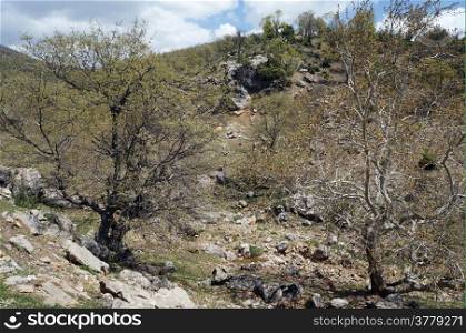 Trees and rocks in rural area of Turkey