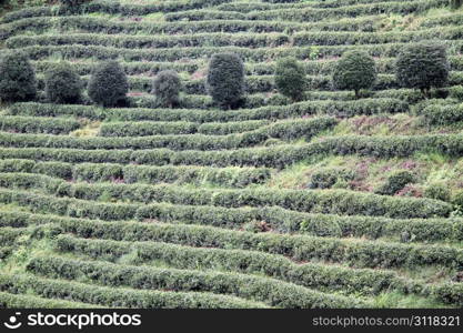Trees and tea pla ntation on the hill, China