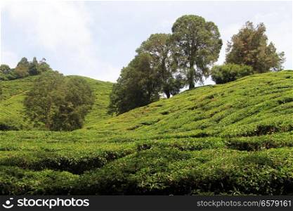 Trees and tea plantation on the hill, Malaysia