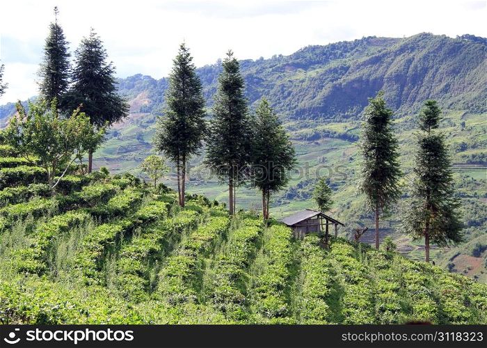 Trees and tea plantation on the sliope of mount