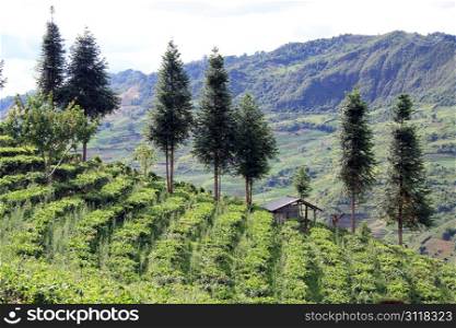 Trees and tea plantation on the sliope of mount
