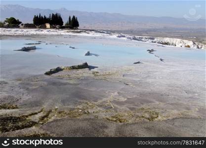 Trees and travertine formations in Pamukkale, Turkey