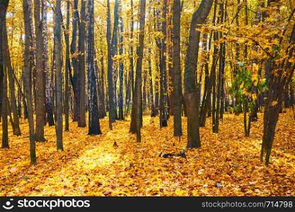 Trees and yellow fallen leaves in park - autumn landscape