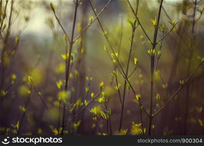 trees are blooming in the spring. branches of a tree with small green leaves. background light green. trees are blooming in the spring. branches of a tree with small green leaves. background light green. front view