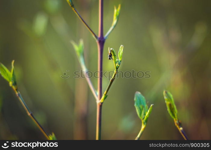 trees are blooming in the spring. branches of a tree with small green leaves. background light green. trees are blooming in the spring. branches of a tree with small green leaves. background light green. front view