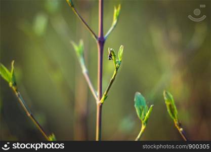 trees are blooming in the spring. branches of a tree with small green leaves. background light green. trees are blooming in the spring. branches of a tree with small green leaves. background light green. front view