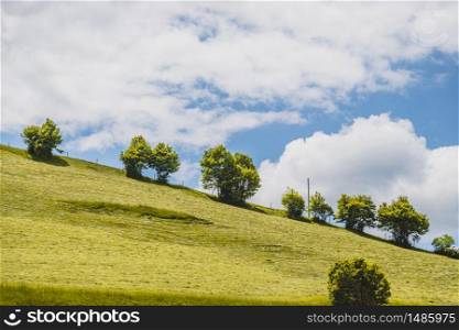 Trees are standing on a fresh green field. Nobody, idyllic landscape scenery