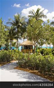 Trees around a beach hut, Cable Beach, Nassau, Bahamas