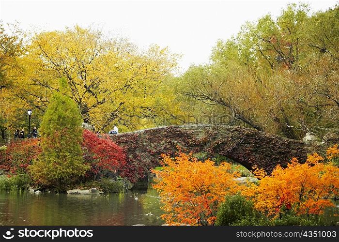 Trees around a footbridge, Central Park, Manhattan, New York City, New York State, USA