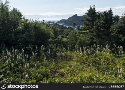 Trees at coast, Crow Head, Long Point Hiking Trail, Twillingate, North Twillingate Island, Newfoundland And Labrador, Canada