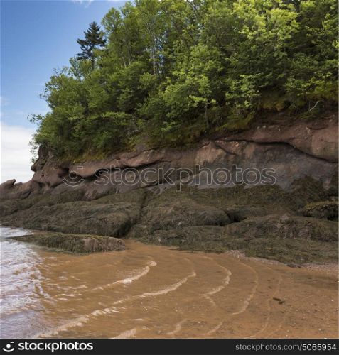 Trees at coast, Fundy National Park, New Brunswick, Canada