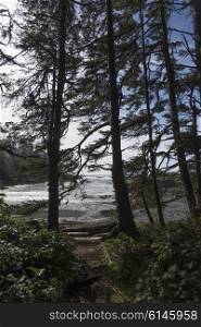 Trees at coast, Pacific Rim National Park Reserve, Tofino, Vancouver Island, British Columbia, Canada