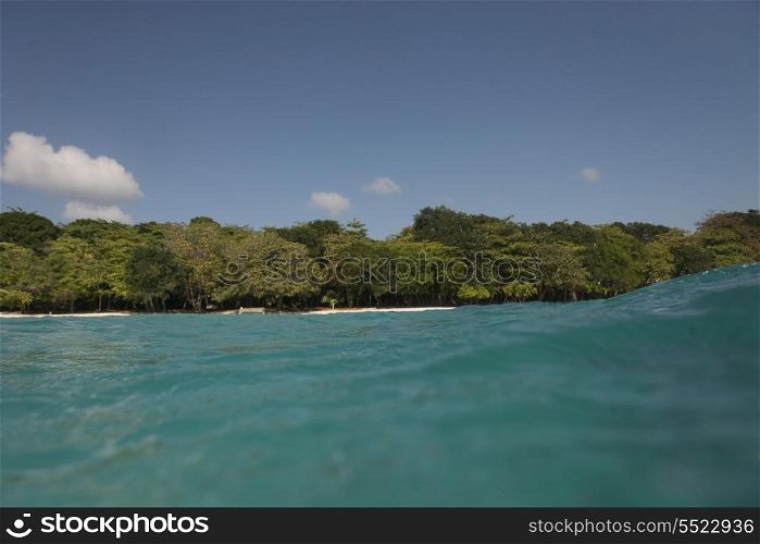Trees at coast, Utila, Bay Islands, Honduras