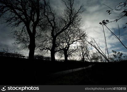 Trees at dusk in Berwickshire, Scotland