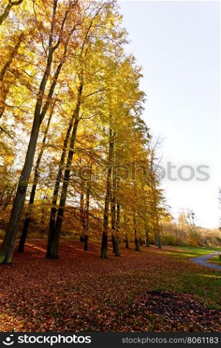 Trees at edge of woodland. . Trees at edge of woodland. Autumnal forest enviroment. Nature vegetation season concept.