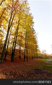 Trees at edge of woodland. . Trees at edge of woodland. Autumnal forest enviroment. Nature vegetation season concept.