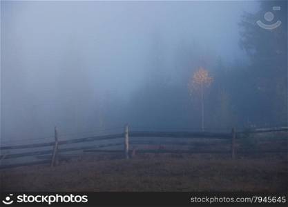 Trees at foggy morning