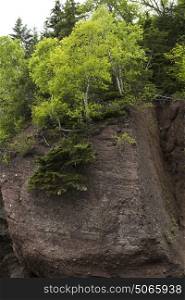 Trees at Hopewell Rocks, Bay of Fundy, New Brunswick, Canada