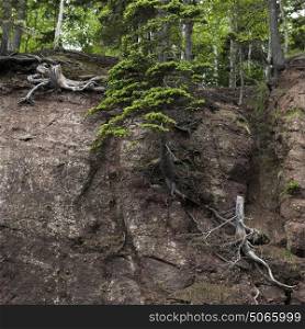 Trees at Hopewell Rocks, Bay of Fundy, New Brunswick, Canada