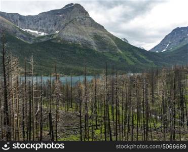 Trees at lakeshore with mountain range in the background, Saint Mary Lake, Glacier National Park, Glacier County, Montana, USA