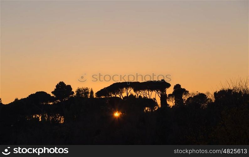Trees at sunset in backlight in Rome. Trees at sunset in backlight in Rome.