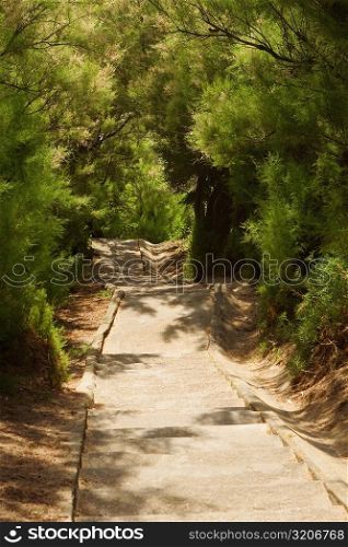 Trees at the both sides of a staircase, Biarritz, Basque Country, Pyrenees-Atlantiques, Aquitaine, France