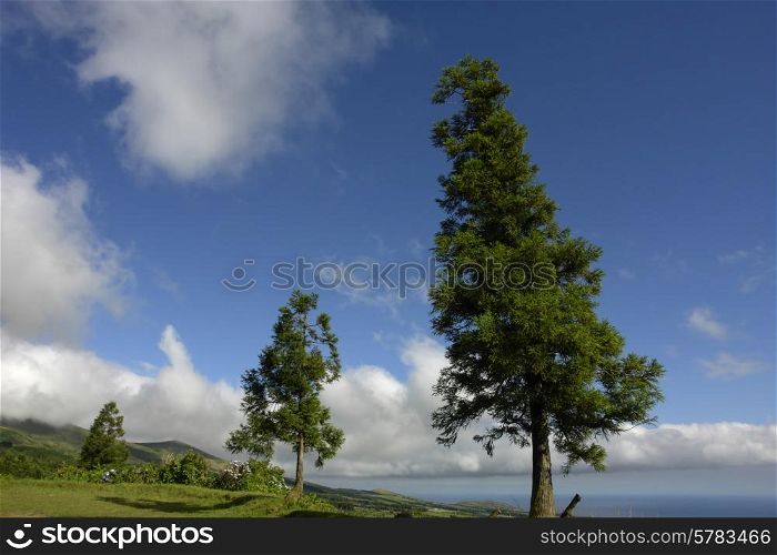 trees at the coast in azores island of sao miguel