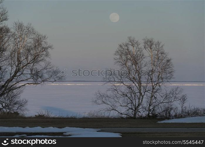 Trees at the frozen lakeside, Riverton, Hecla Grindstone Provincial Park, Manitoba, Canada