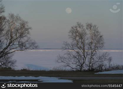 Trees at the frozen lakeside, Riverton, Hecla Grindstone Provincial Park, Manitoba, Canada