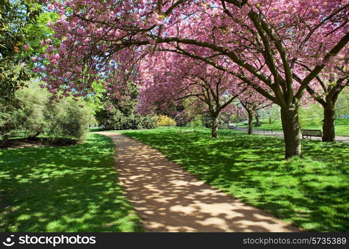 trees at the hyde park in london, uk