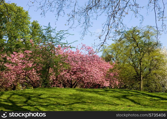 trees at the hyde park in london, uk