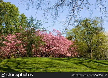 trees at the hyde park in london, uk