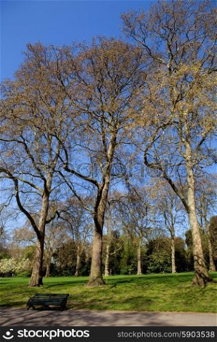 trees at the hyde park in london, uk