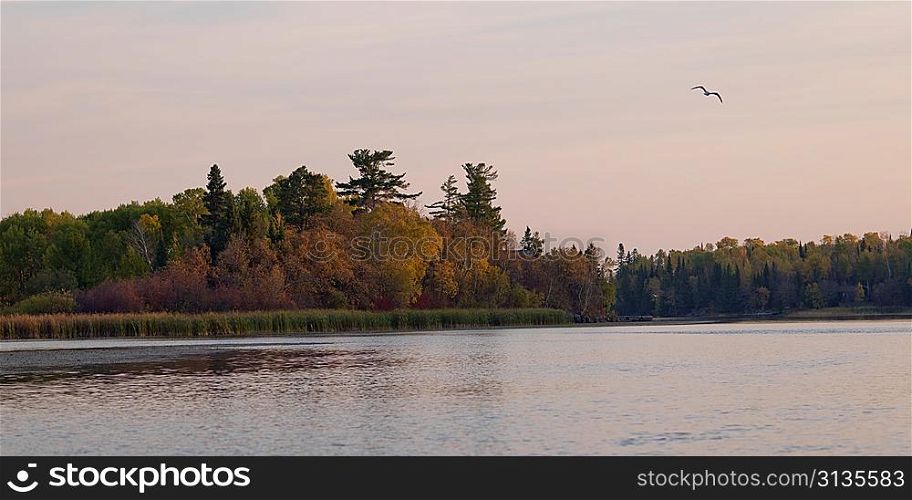 Trees at the lakeside and seagull at Lake of the Woods, Ontario, Canada
