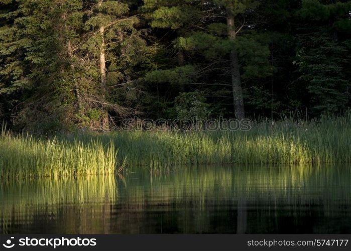 Trees at the lakeside, Kenora, Lake of The Woods, Ontario, Canada