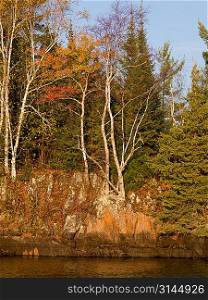 Trees at the lakeside, Lake of the Woods, Ontario, Canada