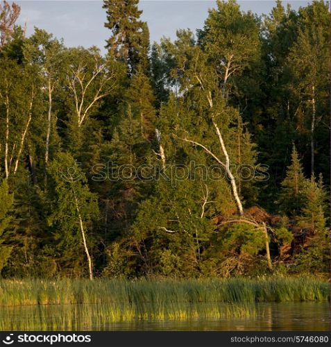 Trees at the lakeside, Lake of The Woods, Ontario, Canada