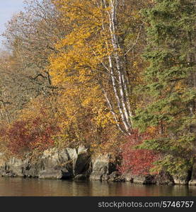 Trees at the lakeside, Lake of The Woods, Ontario, Canada