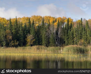 Trees at the lakeside, Lake of The Woods, Ontario, Canada