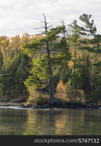 Trees at the lakeside, Lake of The Woods, Ontario, Canada
