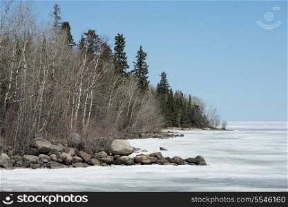Trees at the lakeside, Lake Winnipeg, Hecla Grindstone Provincial Park, Manitoba, Canada