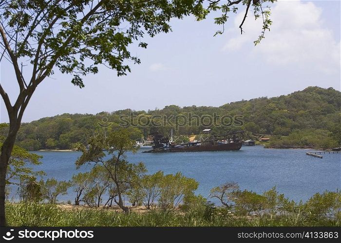 Trees at the riverside, Dixon Cove, Roatan, Bay Islands, Honduras