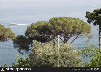Trees at the seaside, Costiera Amalfitana, Salerno, Campania, Italy