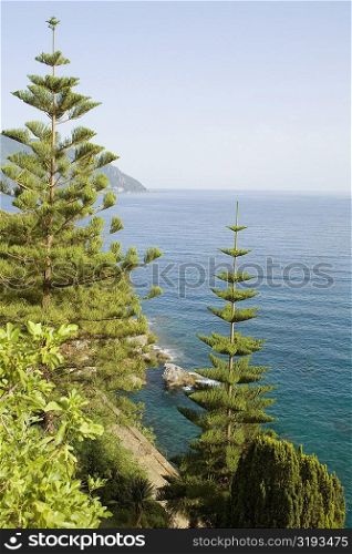 Trees at the seaside, Italian Riviera, Mar Ligure, Genoa, Liguria, Italy