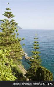 Trees at the seaside, Italian Riviera, Mar Ligure, Genoa, Liguria, Italy